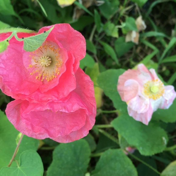 🌹🌹🌹🌹🌹🌹🌹🌹🌹🌹🌹🌹🌹🌹🌹🌹 - Picture 6 of 12